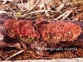 Hymenochaete cruenta-amf244
